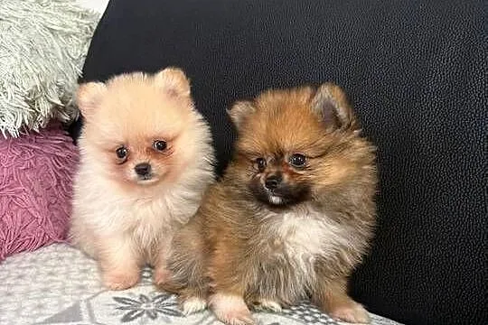 Szpic miniaturowy pomeranian suczki