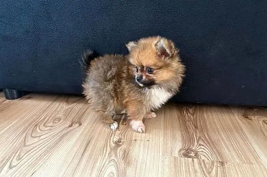 Szpic miniaturowy pomeranian suczki, Świętokrzyskie, Łukowa