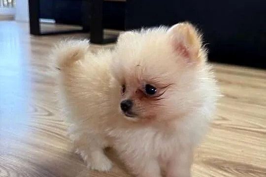 Szpic miniaturowy pomeranian suczki, Świętokrzyskie, Łukowa