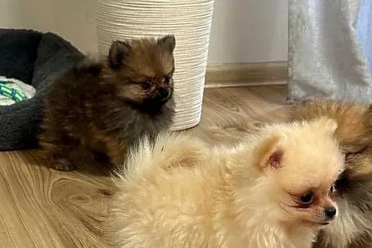 Szpic miniaturowy pomeranian suczki, Świętokrzyskie, Łukowa