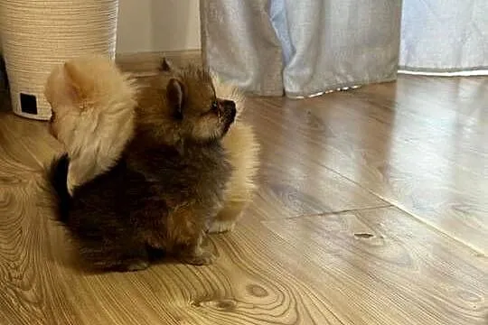 Szpic miniaturowy pomeranian suczki, Świętokrzyskie, Łukowa