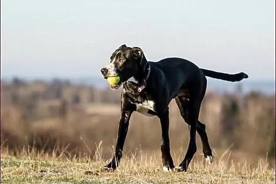 Tajfun - takiemu spojrzeniu się nie oprzesz... :)
