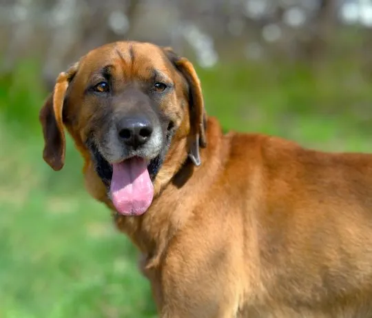 Baron - wyjątkowy, lojalny pies szuka domu!  Baron to kilkuletni, średniej wielkości pies o silnym,, , Warszawa