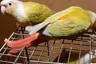 Rudosterki ręcznie karmione, Śląskie, Wodzisław Śląski