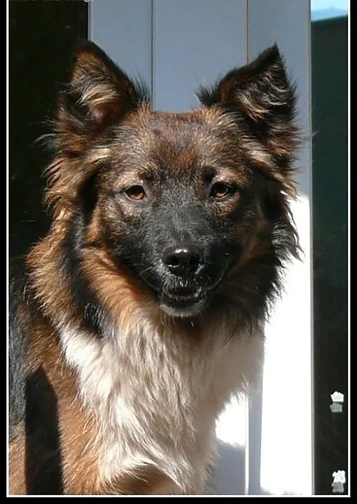 Misha - uroczy kawaler do adopcji!, mazowieckie W