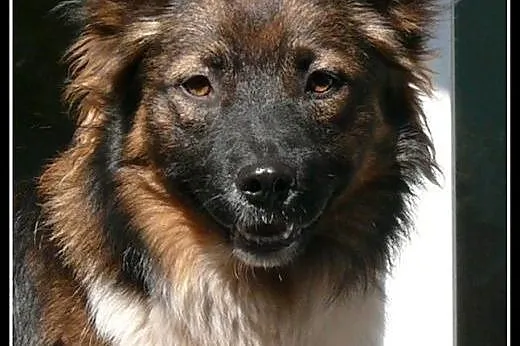 Misha - uroczy kawaler do adopcji!,  mazowieckie W