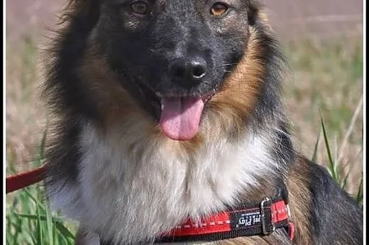 Misha - uroczy kawaler do adopcji!,  mazowieckie W