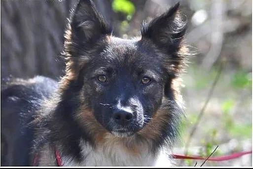 Misha - uroczy kawaler do adopcji!,  mazowieckie W