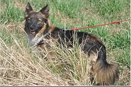 Misha - uroczy kawaler do adopcji!,  mazowieckie W