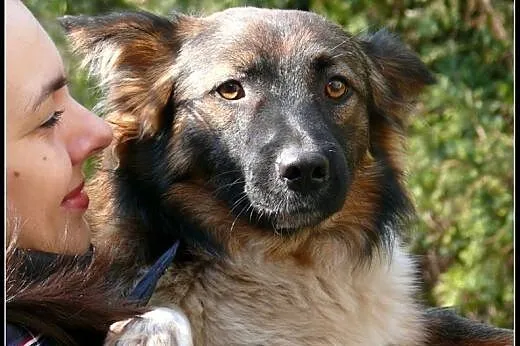 Misha - uroczy kawaler do adopcji!,  mazowieckie W