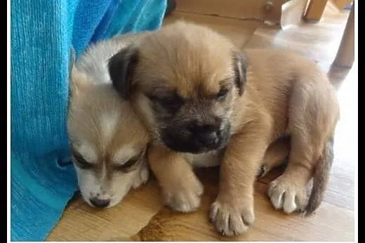 KOMU?! KOMU?! 2 msc ODYSEUSZ CHCE DO DOMU!!!,  maz