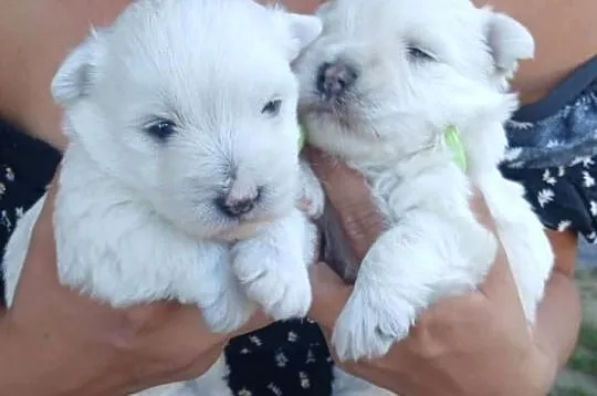 west highland white terrier szczeniakiem z rodowodami, Podkarpackie, Dębica