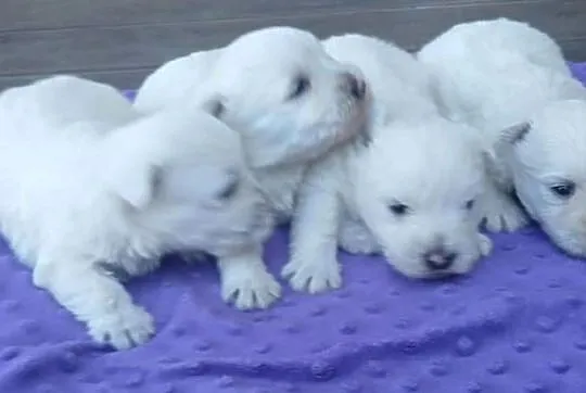 west highland white terrier szczeniakiem z rodowodami, Podkarpackie, Dębica