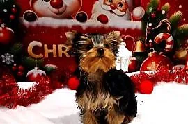 York szczenięta po Championach z rodowodem hodowla Yorkshire Terrier 30lat