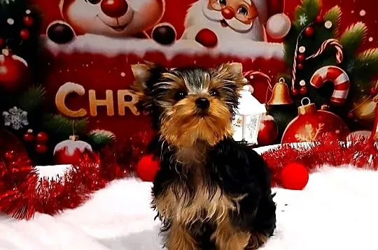 York szczenięta po Championach z rodowodem hodowla Yorkshire Terrier 30lat