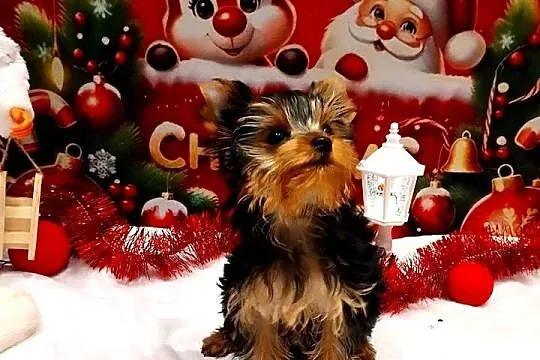 York szczenięta po Championach z rodowodem hodowla Yorkshire Terrier 30lat, Dolnośląskie, Wrocław