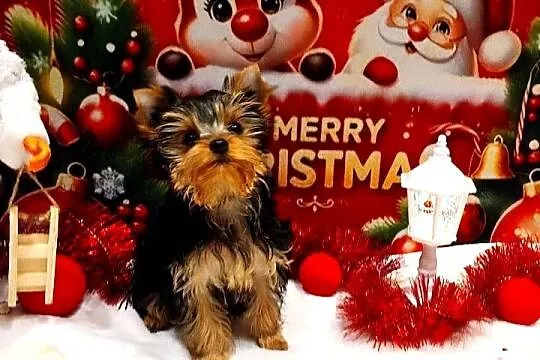 York szczenięta po Championach z rodowodem hodowla Yorkshire Terrier 30lat, Dolnośląskie, Wrocław