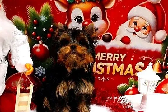 York szczenięta po Championach z rodowodem hodowla Yorkshire Terrier 30lat, Dolnośląskie, Wrocław