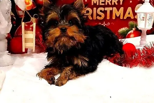 York szczenięta po Championach z rodowodem hodowla Yorkshire Terrier 30lat, Dolnośląskie, Wrocław