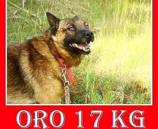 18kg,szpic mix,spokojny,łagodny,towarzyski pies OR