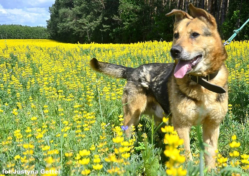 Cześć! Jestem Sebek super pies i szukam domu!