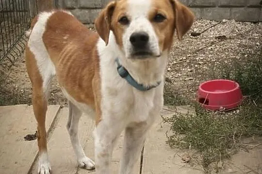 Łacio w schronisku już sobie nie radzi, chudnie, m