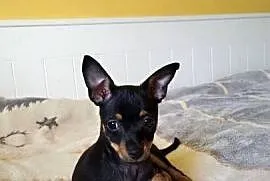 ? Szczenięta Toy Terrier