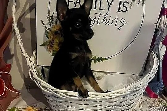 ? Szczenięta Toy Terrier, Łódzkie, Piotrków Trybunalski