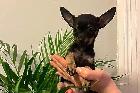 ? Szczenięta Toy Terrier, Łódzkie, Piotrków Trybunalski