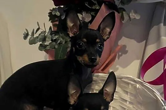 ? Szczenięta Toy Terrier, Łódzkie, Piotrków Trybunalski