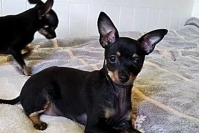 ? Szczenięta Toy Terrier, Łódzkie, Piotrków Trybunalski