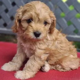 Wesołe szczenięta cavapoo gotowe na nowy dom.................