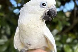 Kakadu Alba SAMICA