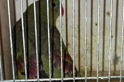 Papugi górskie samce dorosłe i młode, Małopolskie, Przeginia