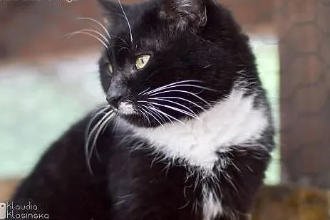 Filemon, dorodny kocur do adopcji!,  Koty pospolite cała Polska