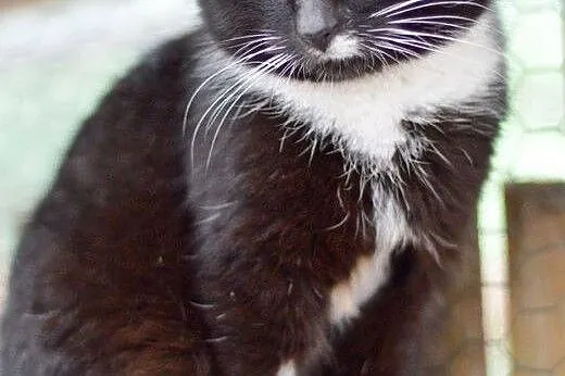 Filemon, dorodny kocur do adopcji!,  Koty pospolit
