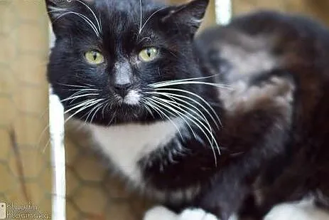 Filemon, dorodny kocur do adopcji!,  Koty pospolit