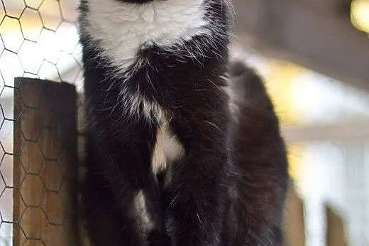 Filemon, dorodny kocur do adopcji!,  Koty pospolit