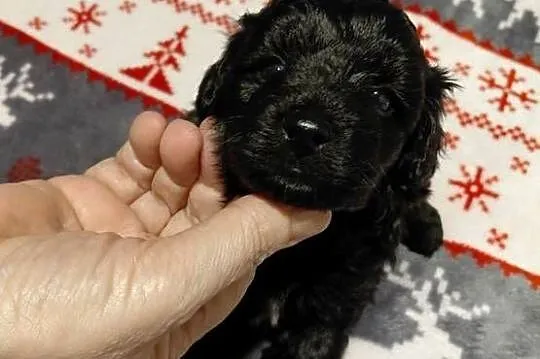 Maltipoo  - czarny piesek
