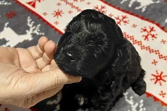 Maltipoo  - czarny piesek, Mazowieckie, Wyszków