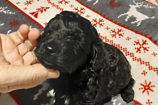 Maltipoo  - czarny piesek, Mazowieckie, Wyszków