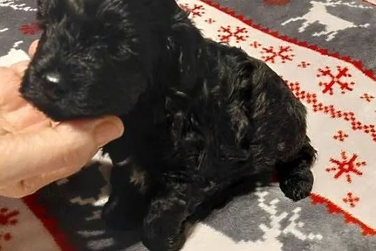 Maltipoo  - czarny piesek, Mazowieckie, Wyszków