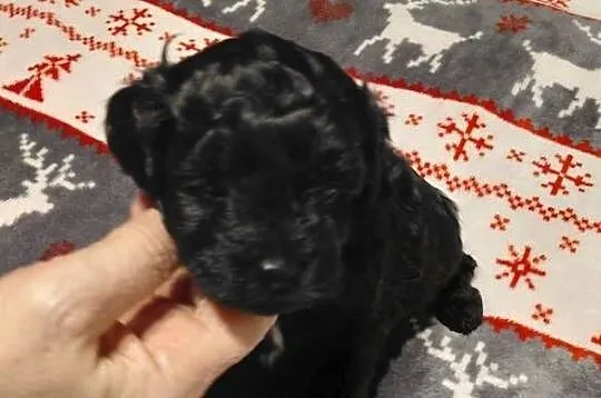 Maltipoo  - czarny piesek, Mazowieckie, Wyszków
