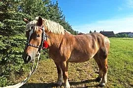 Sprzedam Klacze