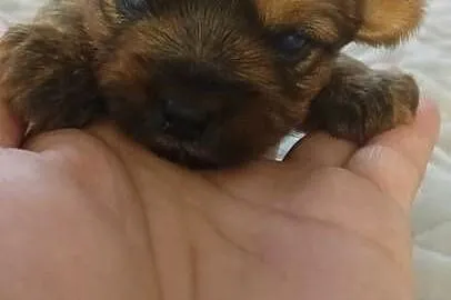Yorkshire terrier, Śląskie, Mochała