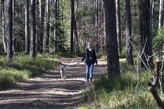 TIC - biszkoptowy pies bardzo potrzebuje człowieka, Śląskie, Częstochowa