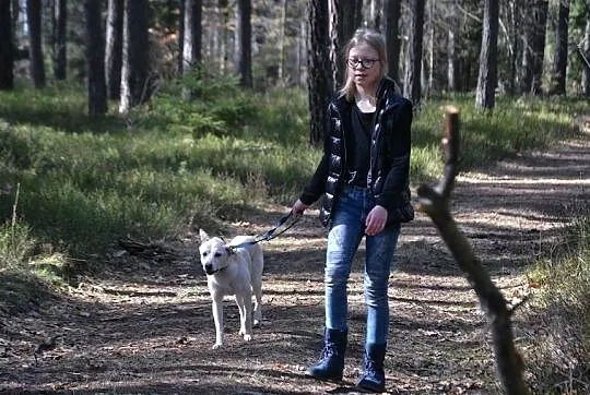 TIC - biszkoptowy pies bardzo potrzebuje człowieka, Śląskie, Częstochowa