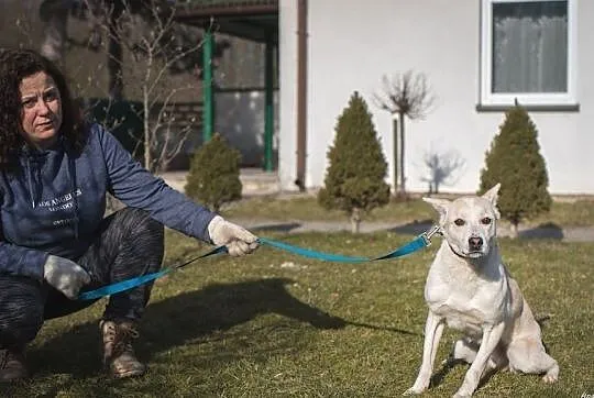 TIC - biszkoptowy pies bardzo potrzebuje człowieka, Śląskie, Częstochowa