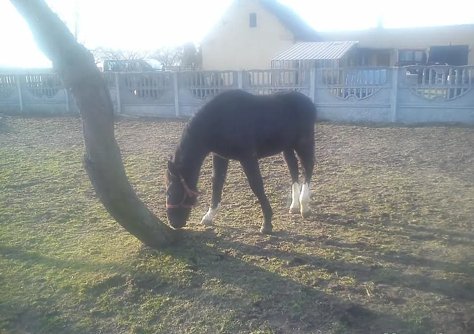 Ogierek śląski kary mocnej budowy