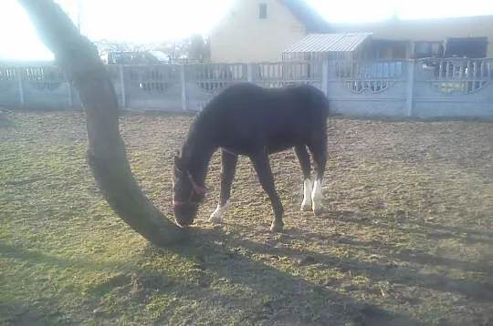 Ogierek śląski kary mocnej budowy